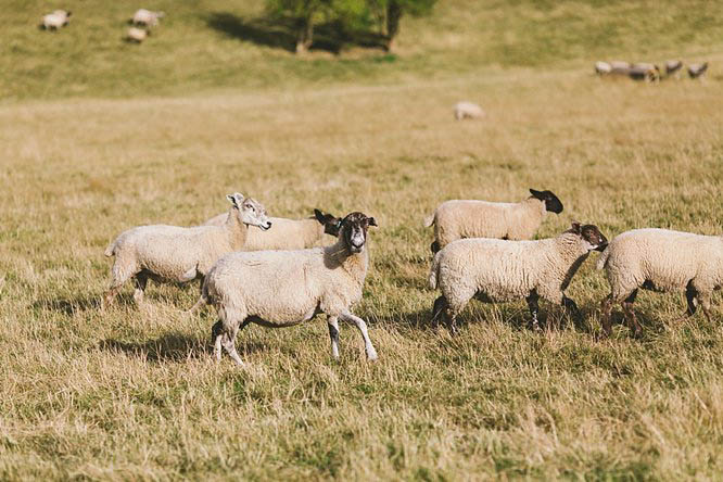 sheep running in a field