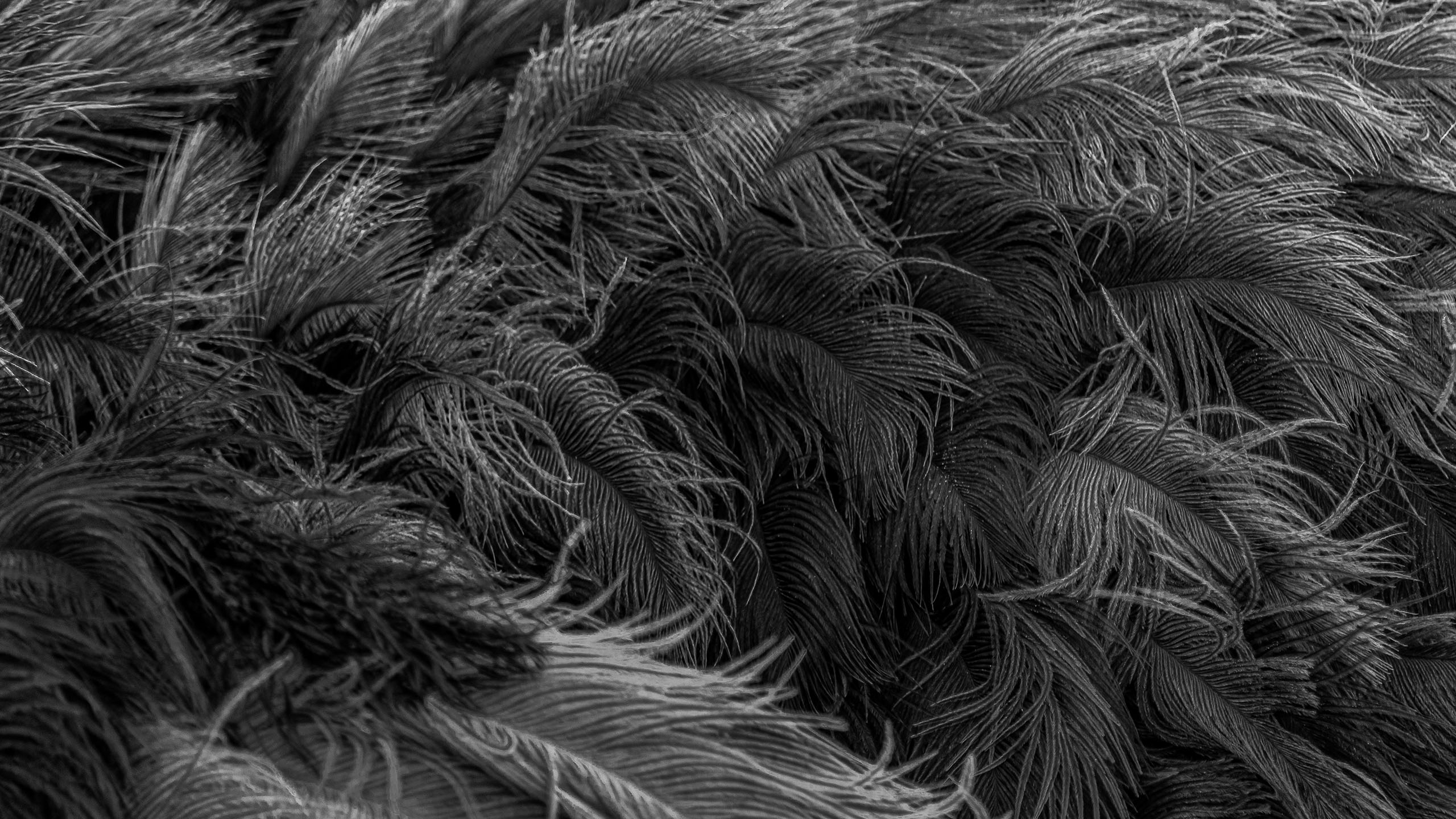 jay rowden photographer film-maker